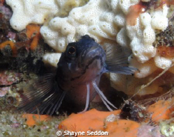 this is a Blue Blenny taken with a macto lens and single ... by Shayne Seddon 